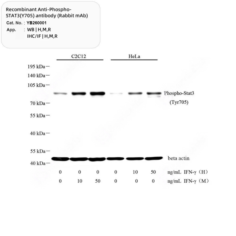 Detection Method of Senescent Cells