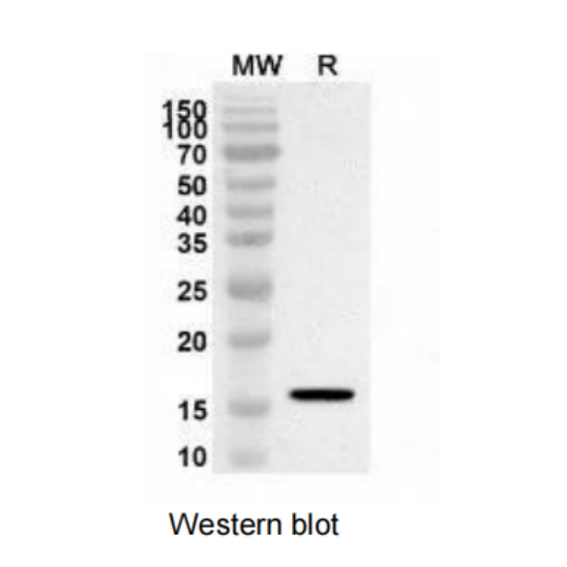 Anti-CD47 Polyclonal Antibody