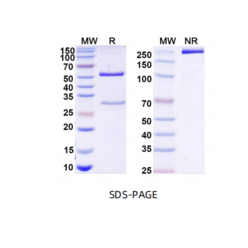 Mouse IgG1 Isotype Control Antibody HyHEL-10 Antibody